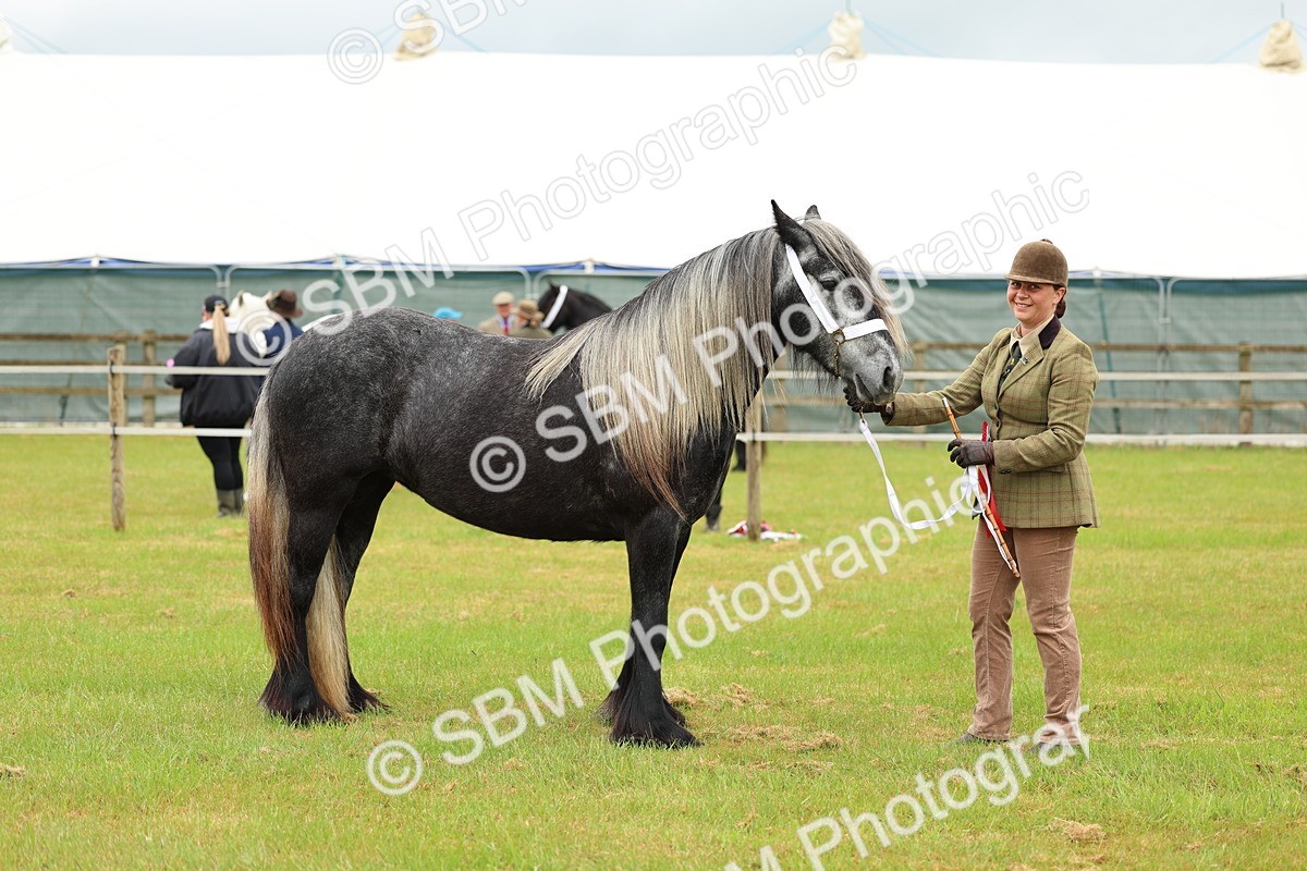 SBM_00432 - Class 58-67 - M&M Non Welsh Pony In hand