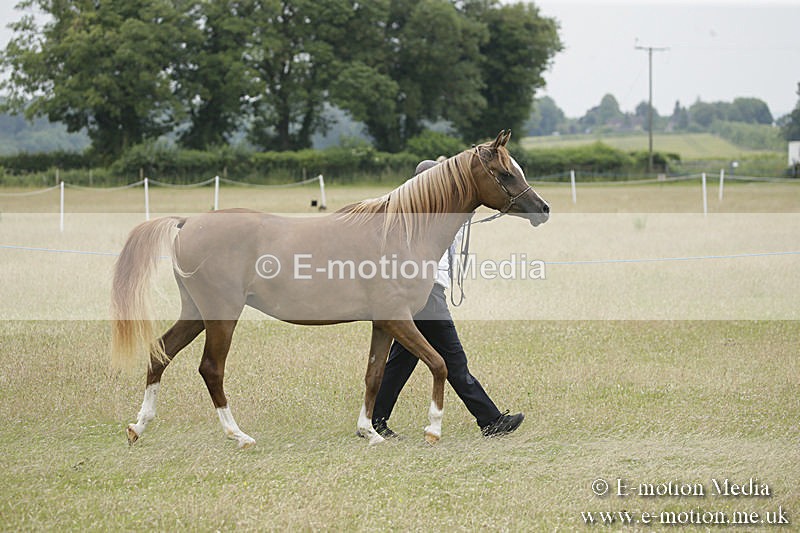 B230619-0823 - Bourne Valley Riding Club Summer Show 23/06/19