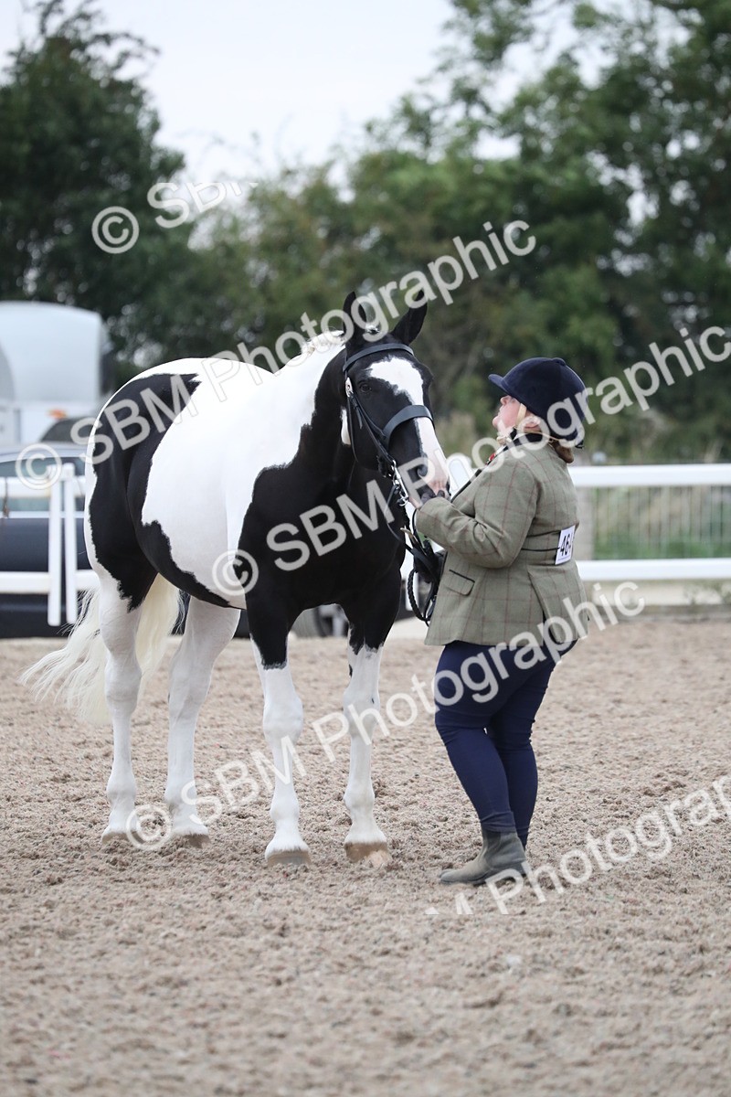 SBM_18392 - Class 318 IH Part bred Horse/Pony