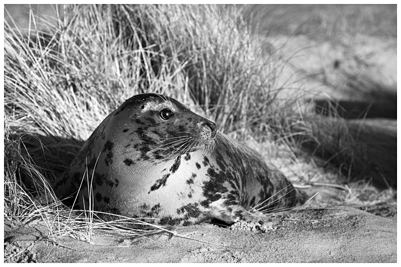 Grey Seal in Winter Dunes 1 - Best of British Wildlife