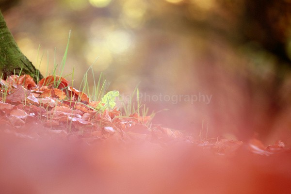  - Woodland scenes & flowers