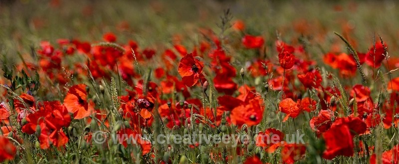 No.0007. Stapleford Poppies - Earth's Garden