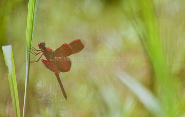 Red borneo dragonfly, Borneo_055 - Boreno