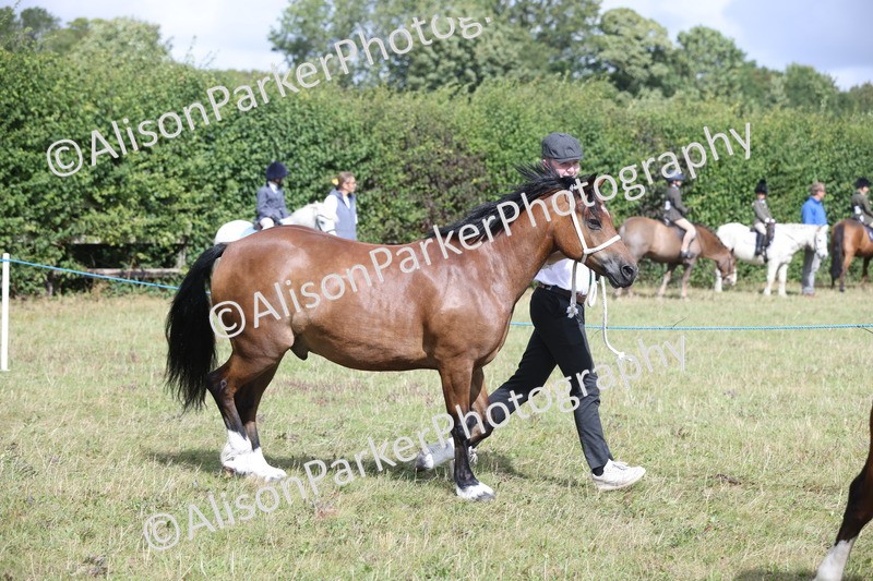 20250831-1748 - Class 22 - Mountain and Moorland Inhand