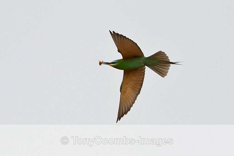 Blue-cheeked Bee-Eater - Turkey