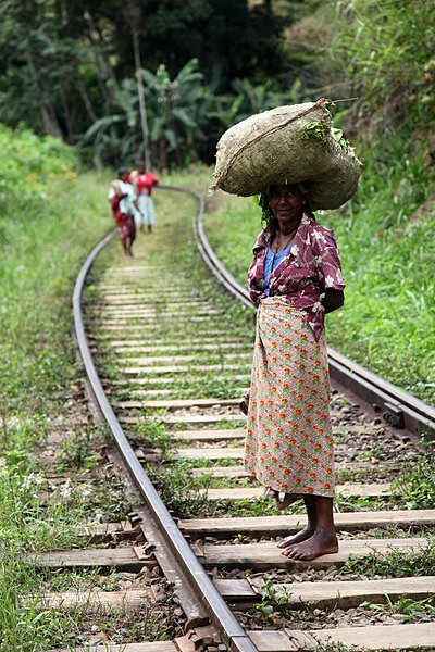 Tea plantation worker, Ella Sri Lanka _45 - Sri Lanka wildlife, people & places
