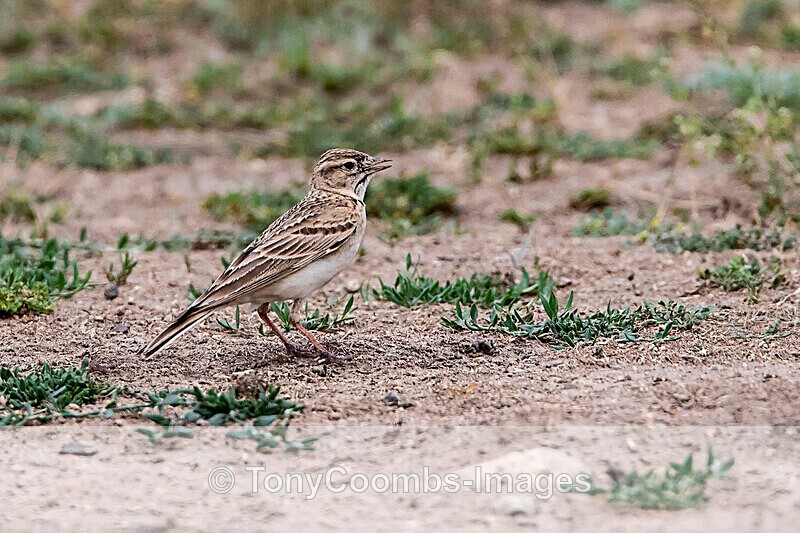 Greater Short-toed Lark - Macin National Park