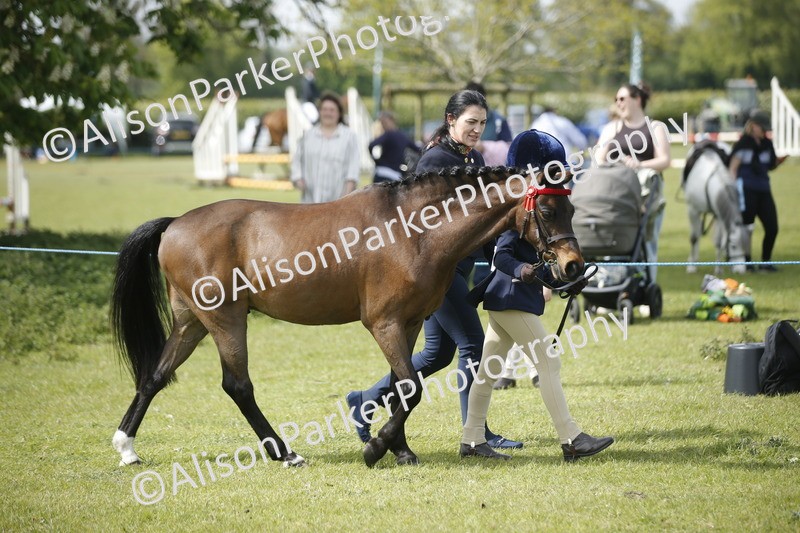 20260426-1853 - Class 7 - Pony Judge Would Most Like To Take Home