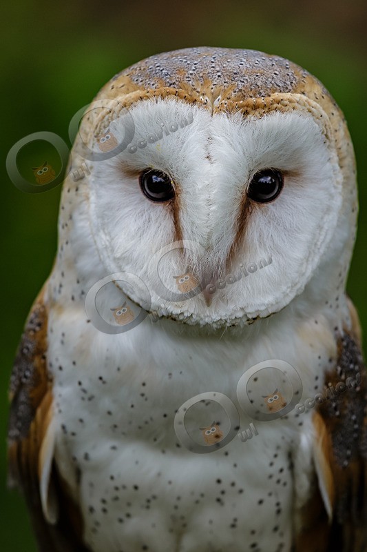 barn owl tyto alba-9458 - Owls of the World