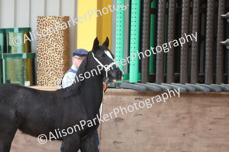 20251109-0767 - Class 24 - Foals