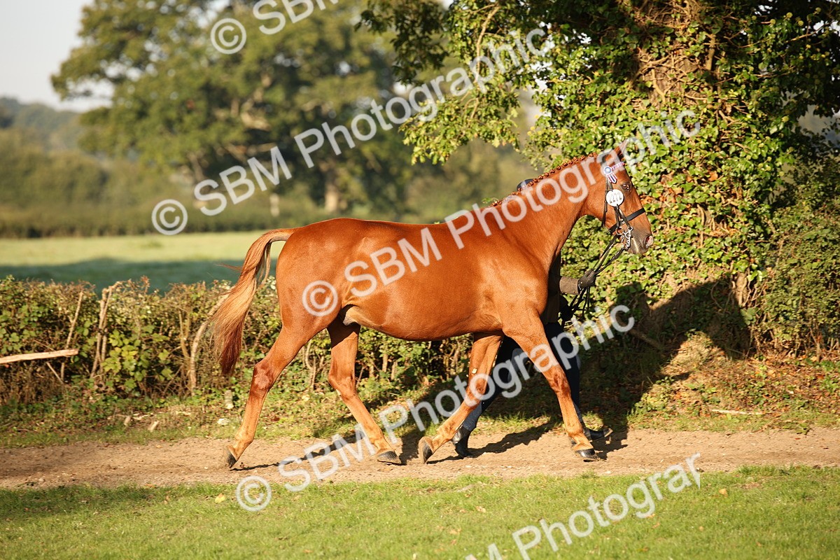 SBM_57551 - S50 - Foreign Breeds In Hand
