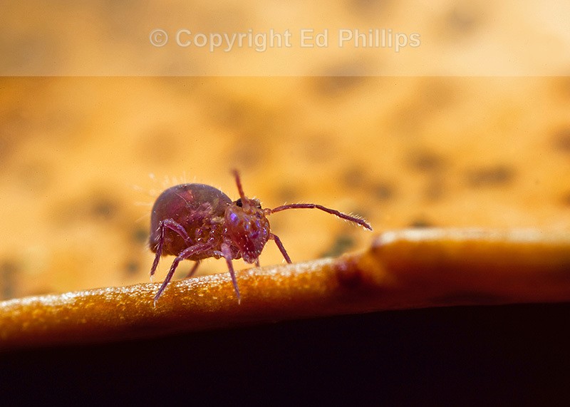 Dicyrtoma fusca
