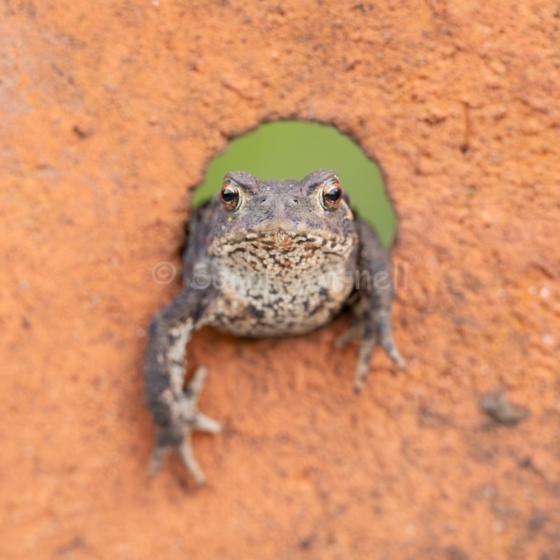 Toad in The Hole SD2571 - Greeting Cards