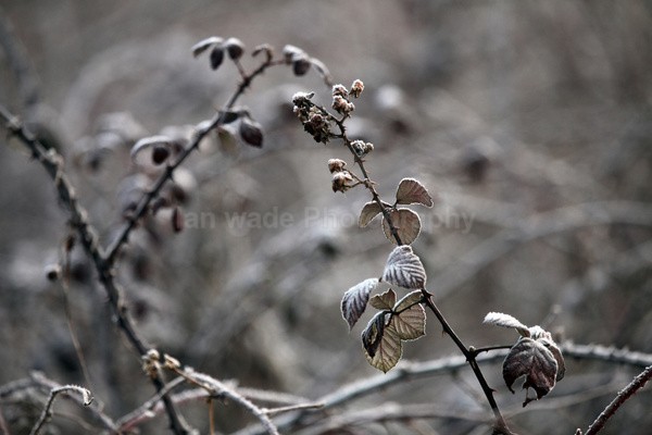 Winter Flowers FL069 - Wild Flowers,  plants & Fungus photography, Great Britain