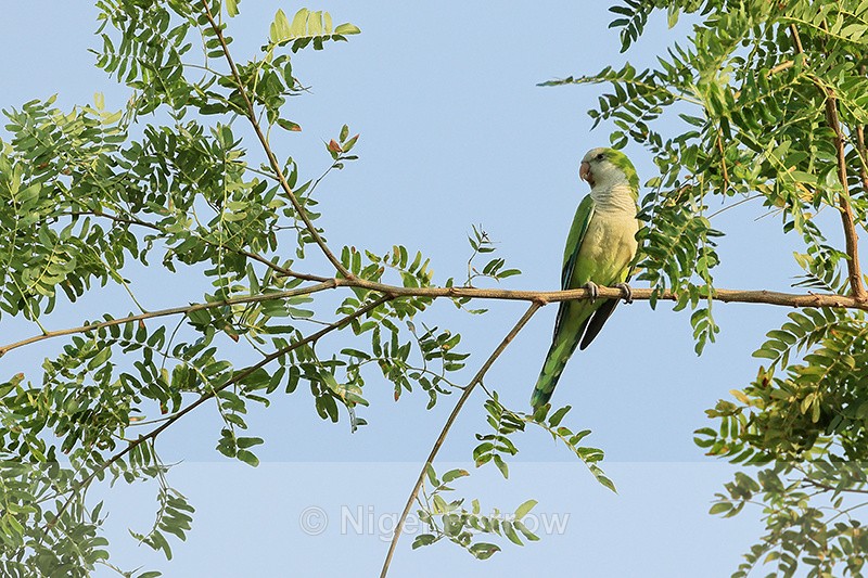 Monk Parakeet, Mato Grosso, Brazil - Monk Parakeet