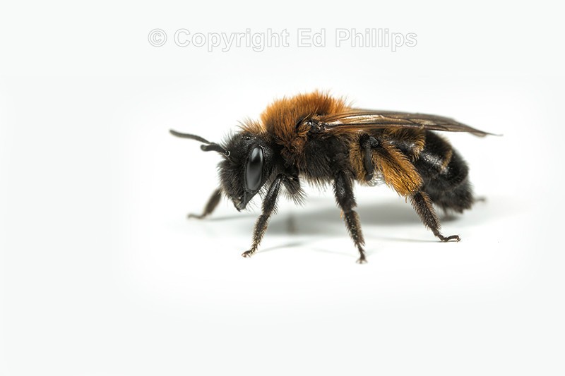 Andrena bicolor (f)