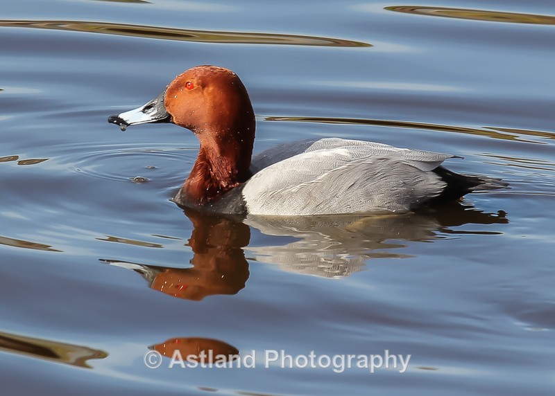 Astland Photography, Bird and Wildlife Images, Susan and Peter Wilson, U.K.