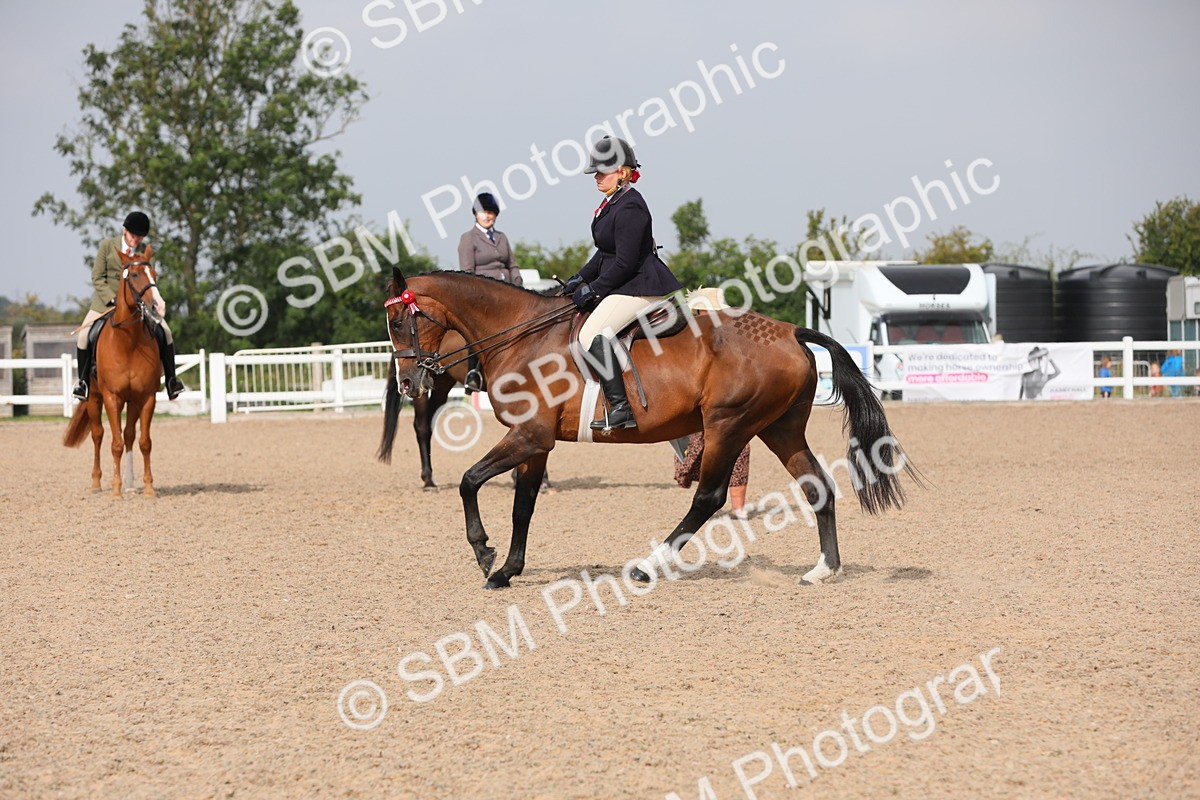 SBM_11466 - Class 305 Ridden Foreign Breeds- Pure Bred