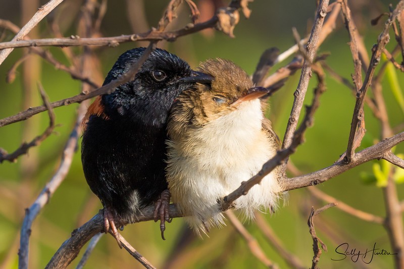 Red Wren Pair 3