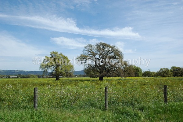  - Wine Country