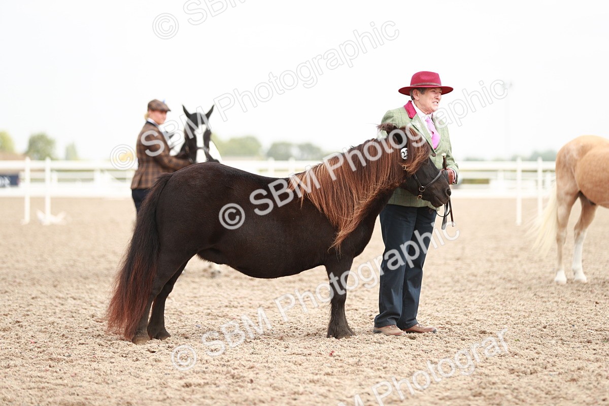 SBM_11889 - Class 206 IH Non Show Type Pony