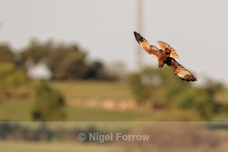 Marsh Harrier (male) diving, Montgai, Spain - Marsh Harrier