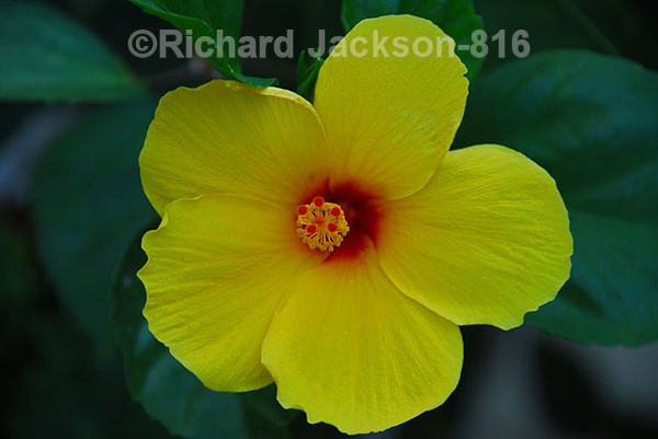 Hibiscus - Flowers