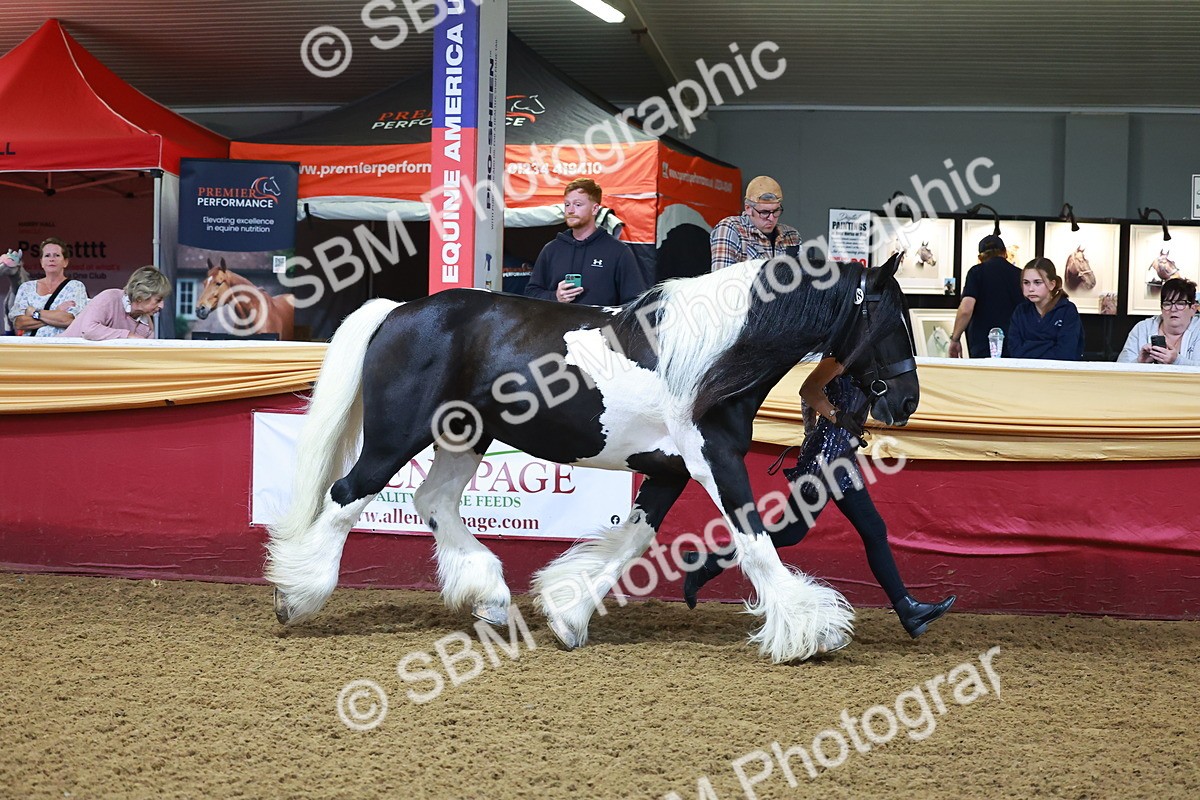 SBM_14717 - Class C - Novelty champ