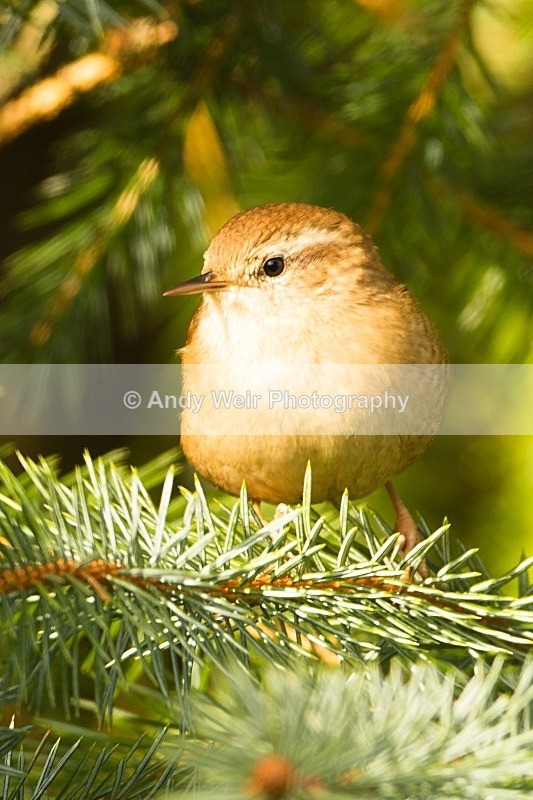 20121007-_MG_0747 - Wren & Goldcrest