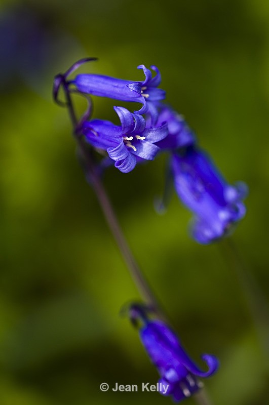 Flower - 8642 - Blue