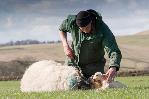 15 - The Lambing