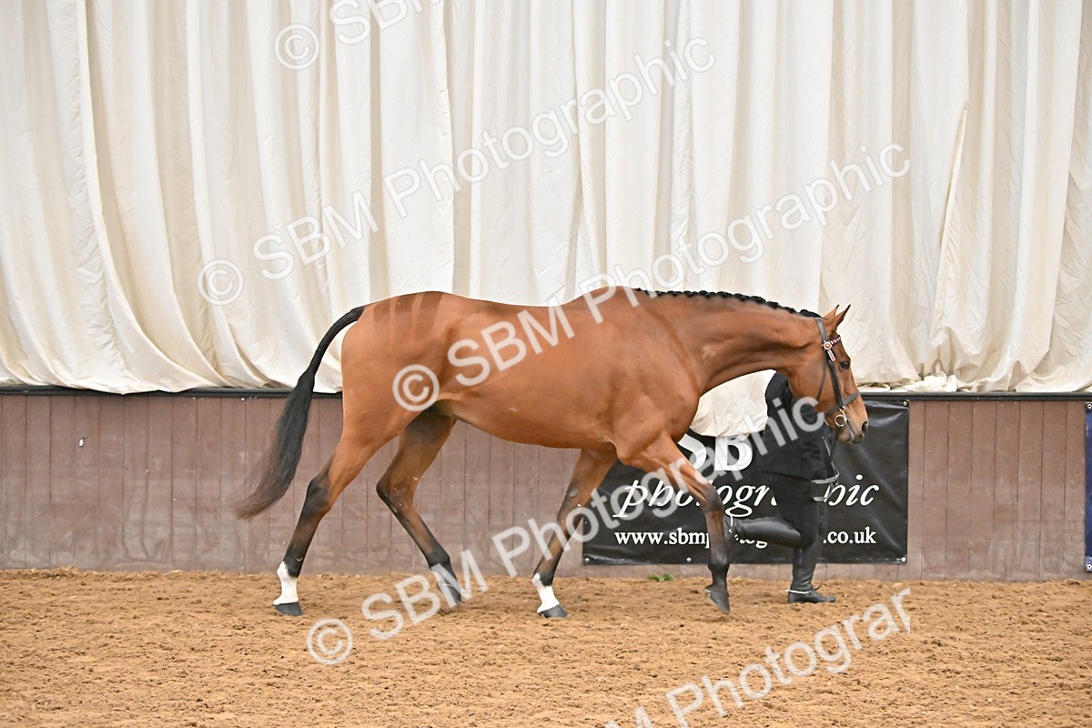 SBM_000216 - Class 7 - ROR Tattersalls In Hand