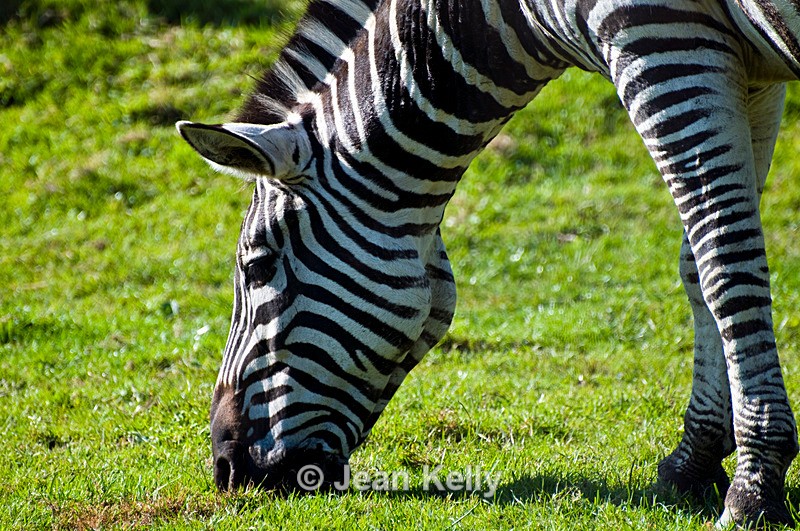 Zebra - 0323 - Equine