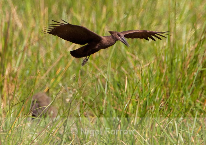 Hamerkop flying in over a Baboon - Hamerkop