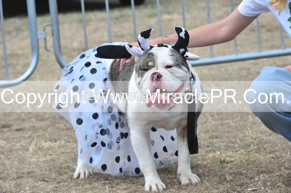 SH4_0294 - Dog show.