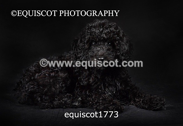 equiscot1773 - BONNIE