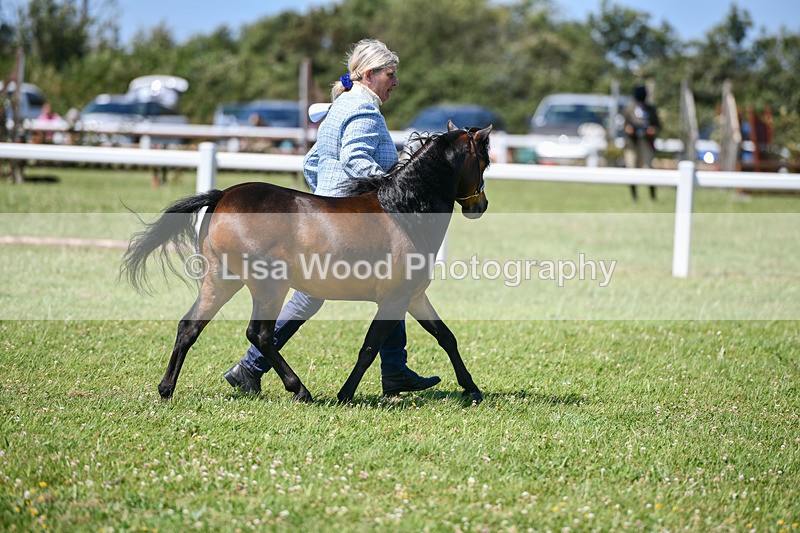 DSC_7141 - Class 61: Miniature Horse 4yrs & over