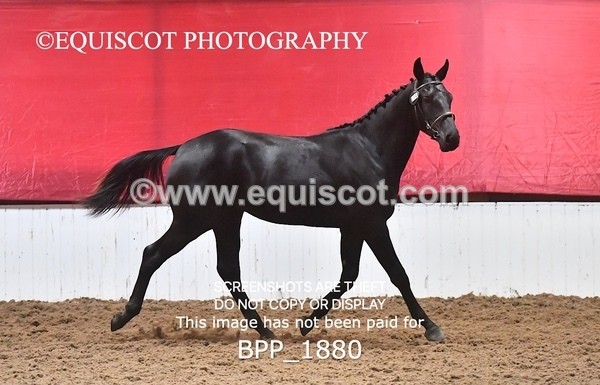 BPP_1880 - AFTERNOON 12.30 - 3.30PM