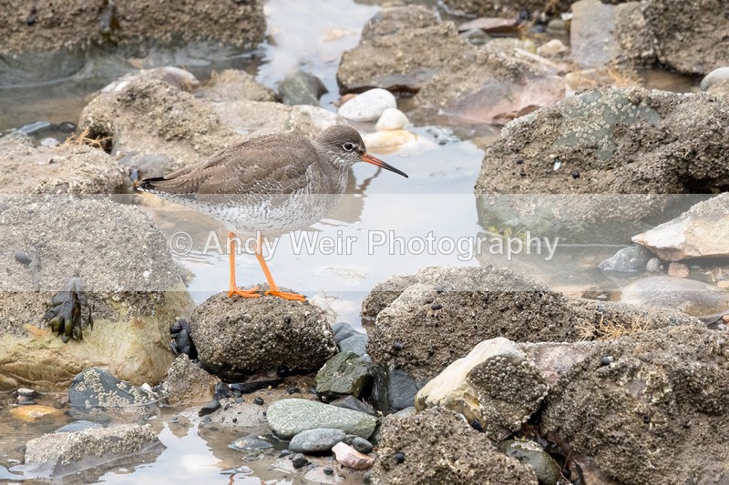 20170221-8E0A3634-4592 - Redshank