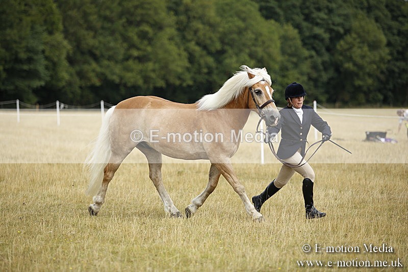 _C7A9427 - BVRC Sow 2018 Ring 2