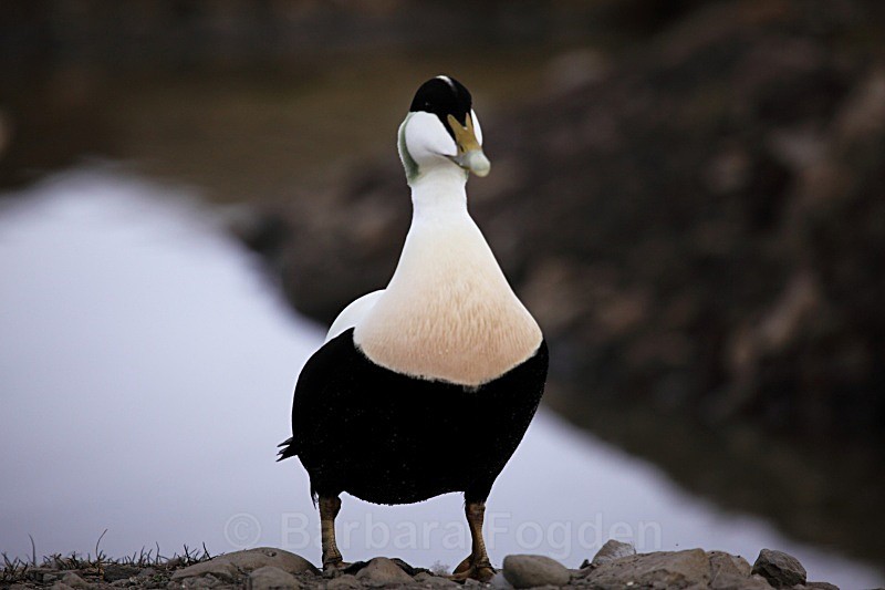 Male eider duck 1869 - Wildlife
