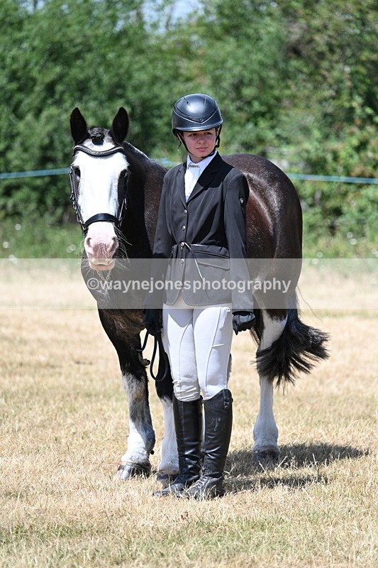 WJ7_2387 - Class 5a Most Handsome Gelding in hand (above 14.2hh)