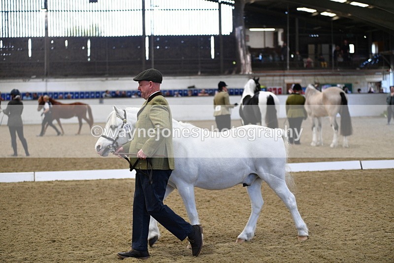 WJ5_3641 - Class 5 In Hand Veterans
