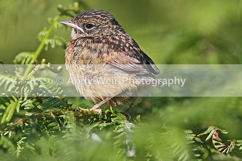 20080713-091 - Chats