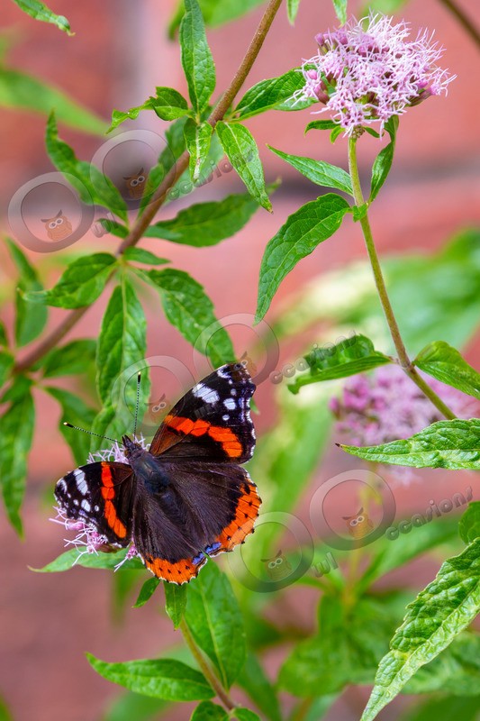 Red Admiral butterfly Vanessa atalanta-1182 - Insects from around the world