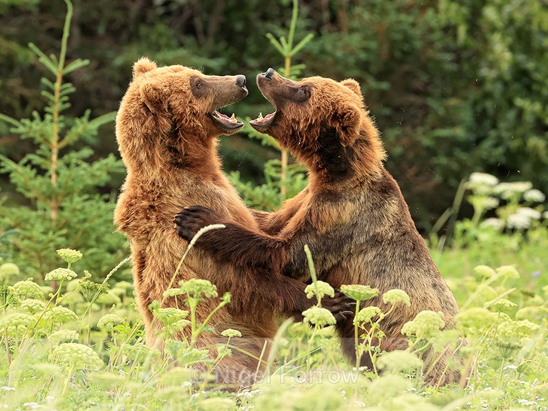 Play-fighting Brown Bears, Silver Salmon Creek, Alaska - Brown Bear