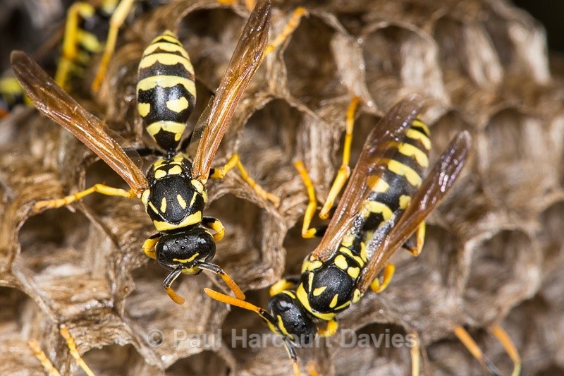  - Bugs: Macro insects