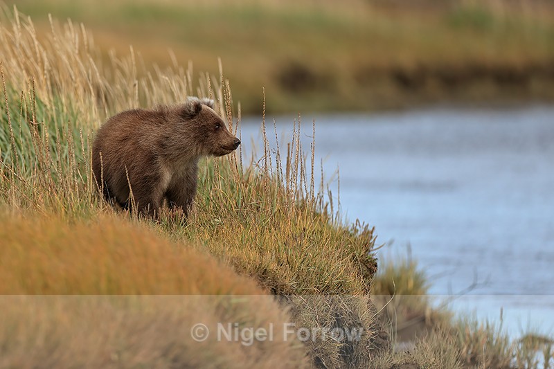 Bear cub pauses by river, Silver Salmon Creek, Alaska - Brown Bear