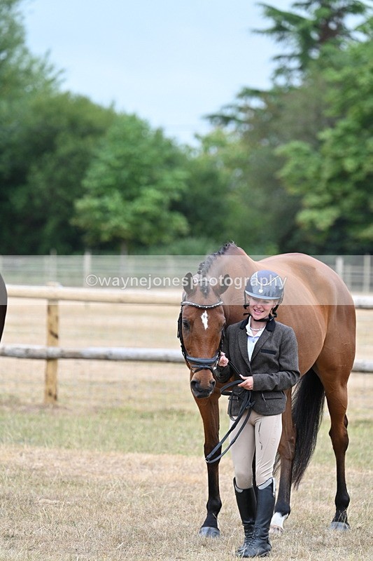 WJ7_9893 - Class 5a Most Handsome Gelding (above 14.2hh)