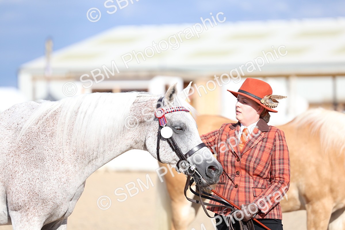 SBM_18781 - Class 317 - IH Pure Bred Horse-Pony